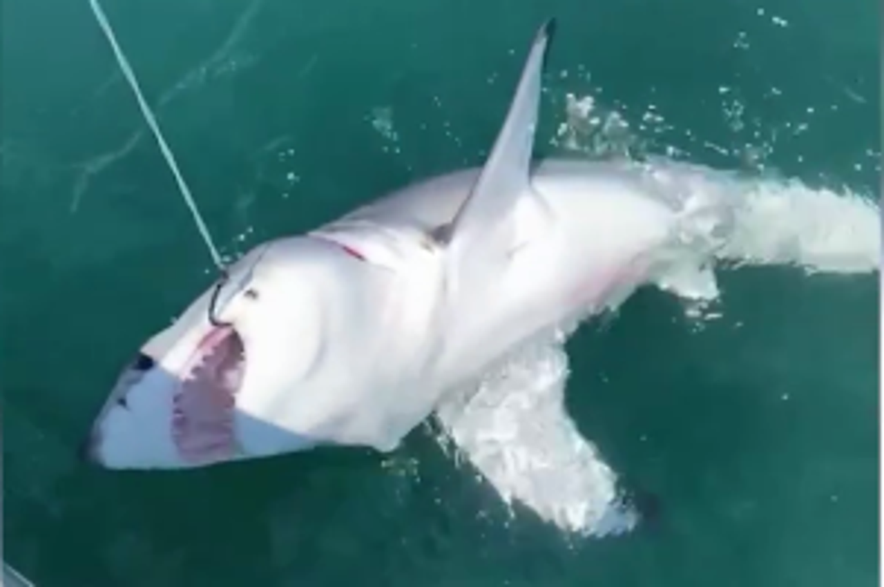 Lovio ribu pa upecao - morskog psa