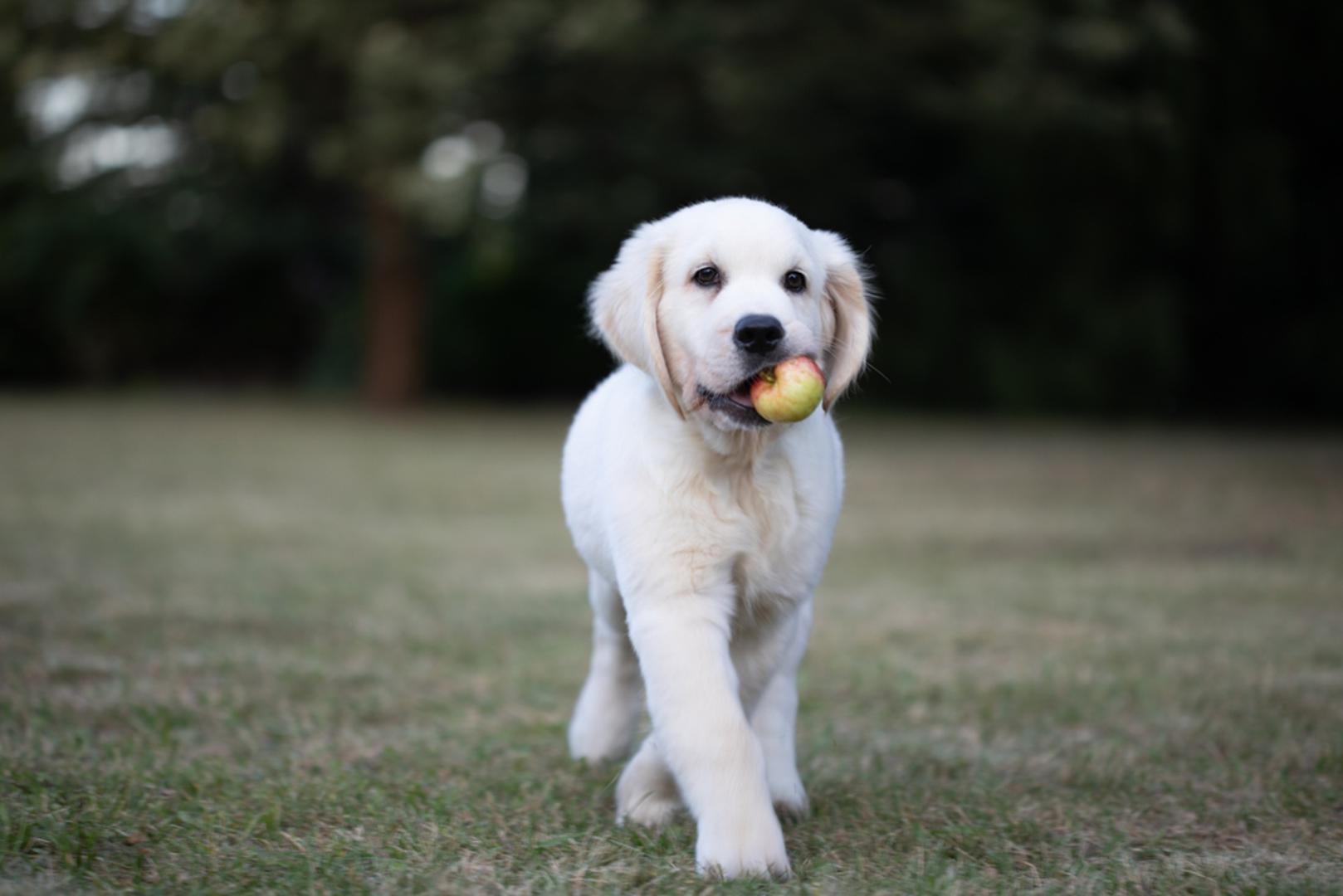 Zlatni retriver: Strpljiv, prijateljski nastrojen pas kojeg ćete najlakše motivirati hranom. Ova pasmina je idealna kombinacija obiteljskog psa i učenika; izvrsno usvaja osnovnu poslušnost i trikove. Zbog sklonosti debljanju koristite dio dnevne hrane kao nagradu i ubacite igre donošenja za trošenje energije.