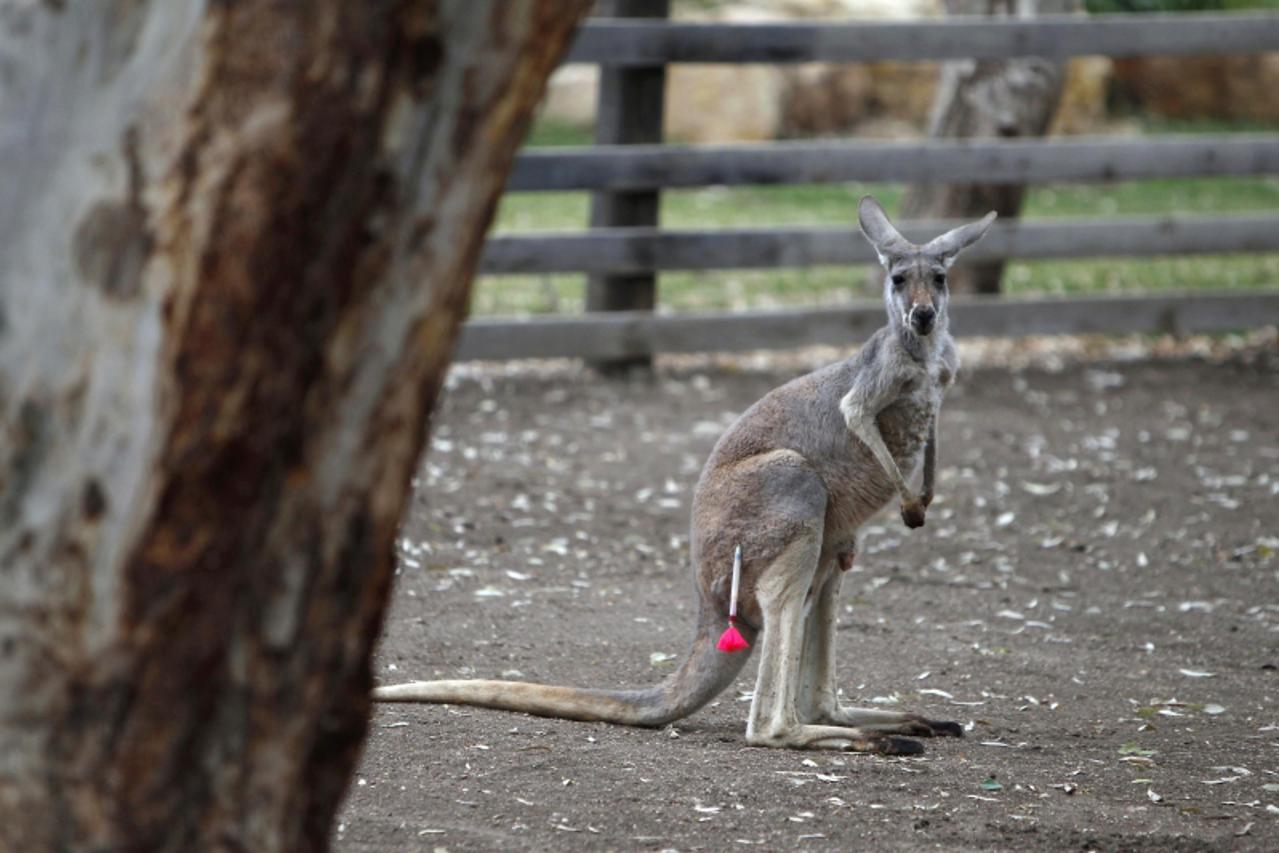 'Angelina, a seven-year-old Red Kangaroo, is pierced by an anaesthetic dart in preparation for treatment of lumpy jaw disease at the the Gan-Garoo Australian park, which features wildlife from Austral