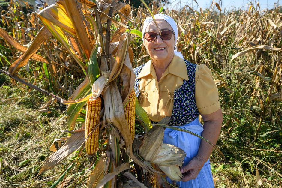 Vrbovec Samoborski: Članovi udruge Etno Fletno ručno beru kukuruz