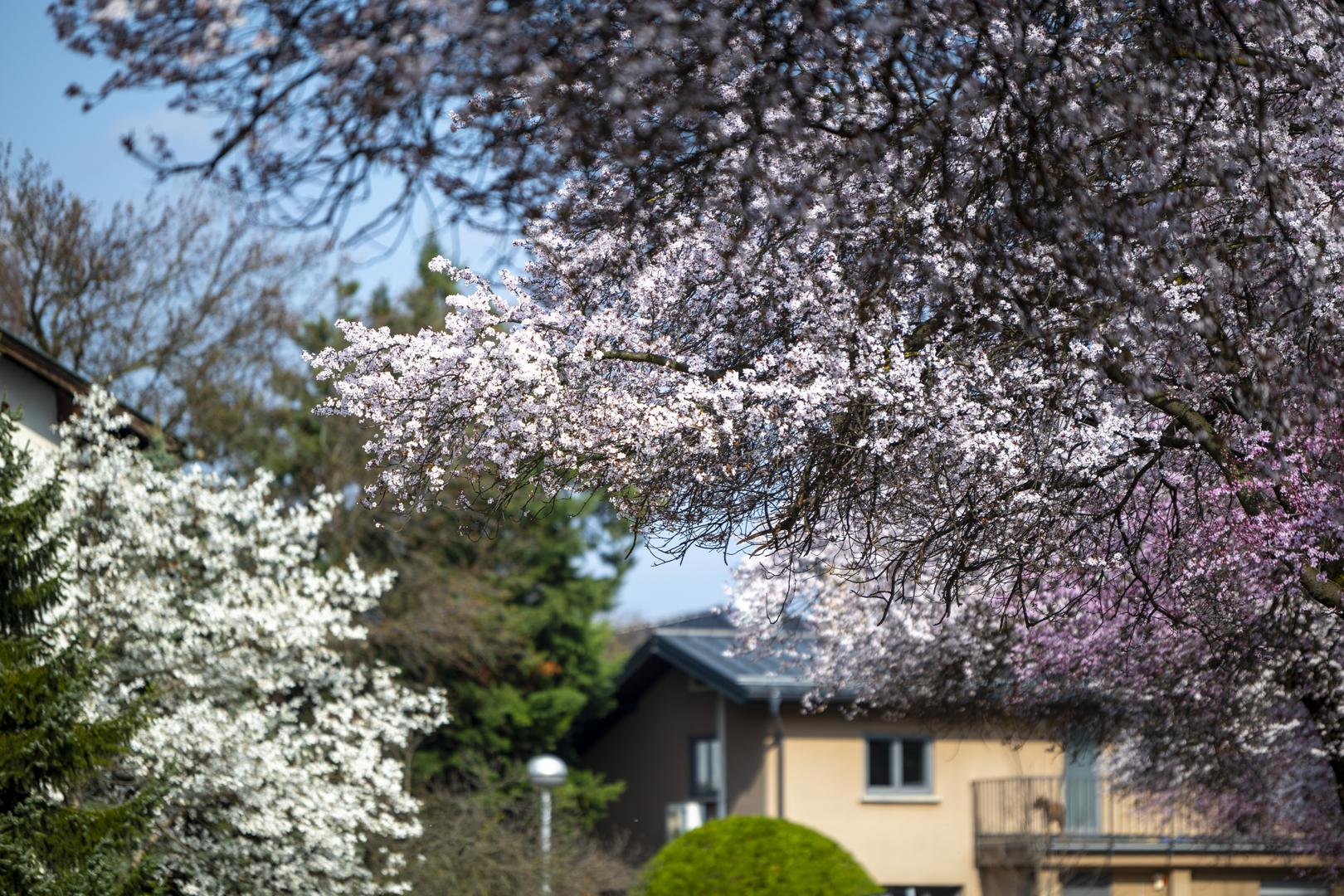 A procvala je i najljepša zagrebačka ulica – Šulekova, koja se nalazi između Bužanove i Zvonimirove. 