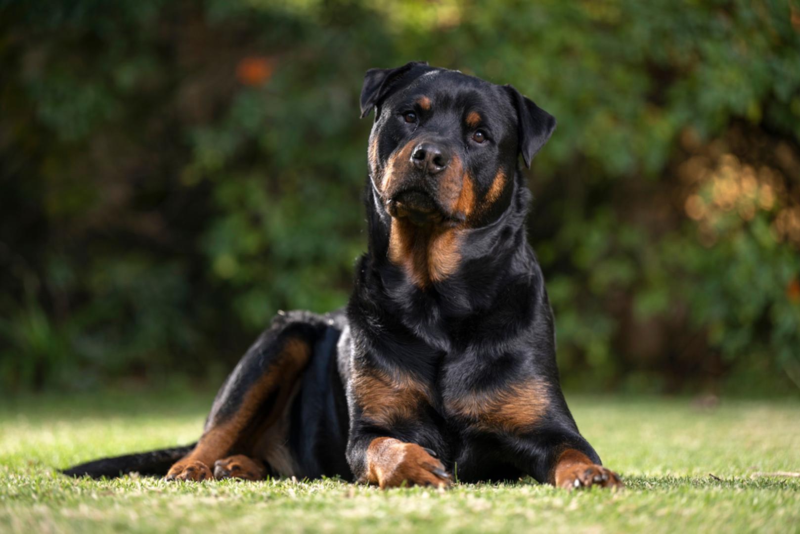 Rottweiler: Možda se pitate kako je rottweiler na ovom popisu, s obzirom na to koliko su uobičajeni. Međutim, čistokrvni rottweiler kod autentičnih njemačkih uzgajivača može koštati do 9 tisuća dolara.