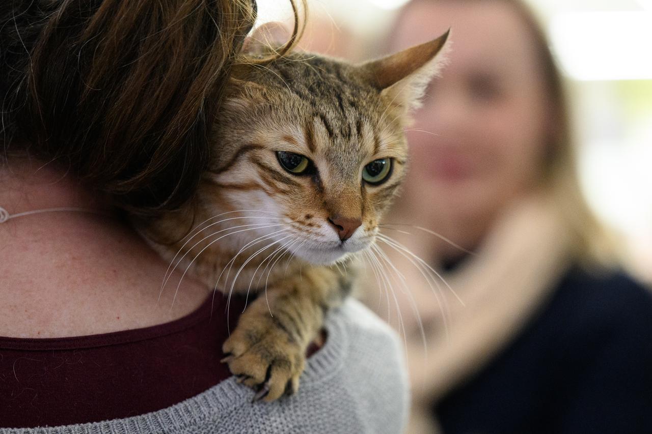 Zagreb: Međunarodna izložba mačaka održana u King Crossu