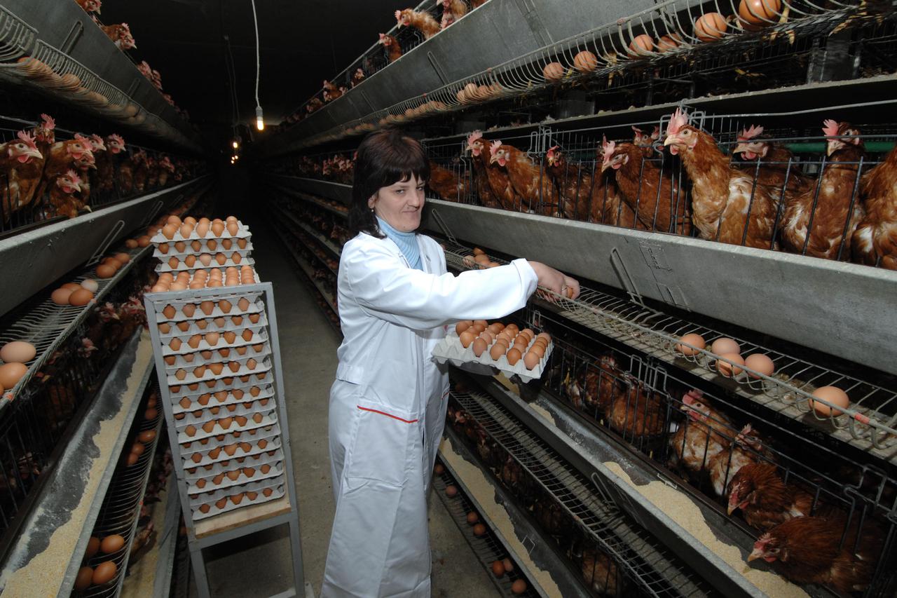?itluk: Farma Koka Luburi?, vlasnika Jage Luburi?a