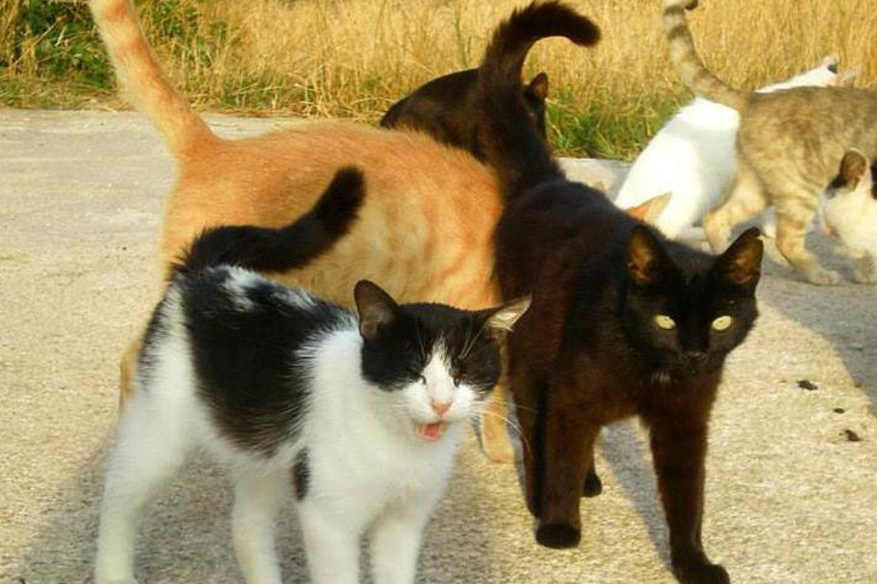 Mace iz N. Vinodolskog