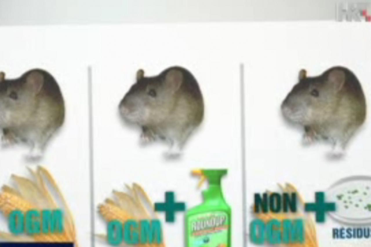 gmo