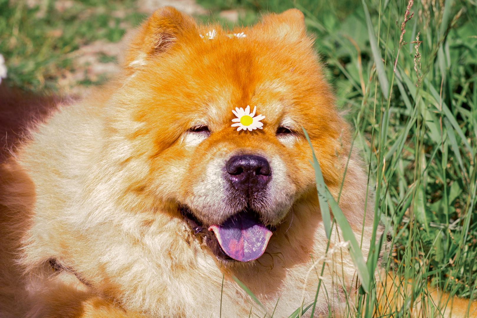 Chow Chow i Shar Pei: Ubrajaju se među najstarije kineske pasmine. Stoljećima su služili kao čuvari i radni psi, pa su zadržali neovisnost i izražen oprez prema nepoznatim ljudima. Iako su privrženi svojoj obitelji, nisu skloni slijepo izvršavati svaku naredbu. Potrebno im je vrijeme da izgrade povjerenje, a uz miran i dosljedan pristup mogu postati stabilni i pouzdani obiteljski psi. Ne traže stalnu pažnju vlasnika, ali vole rutinu i jasno postavljena pravila.