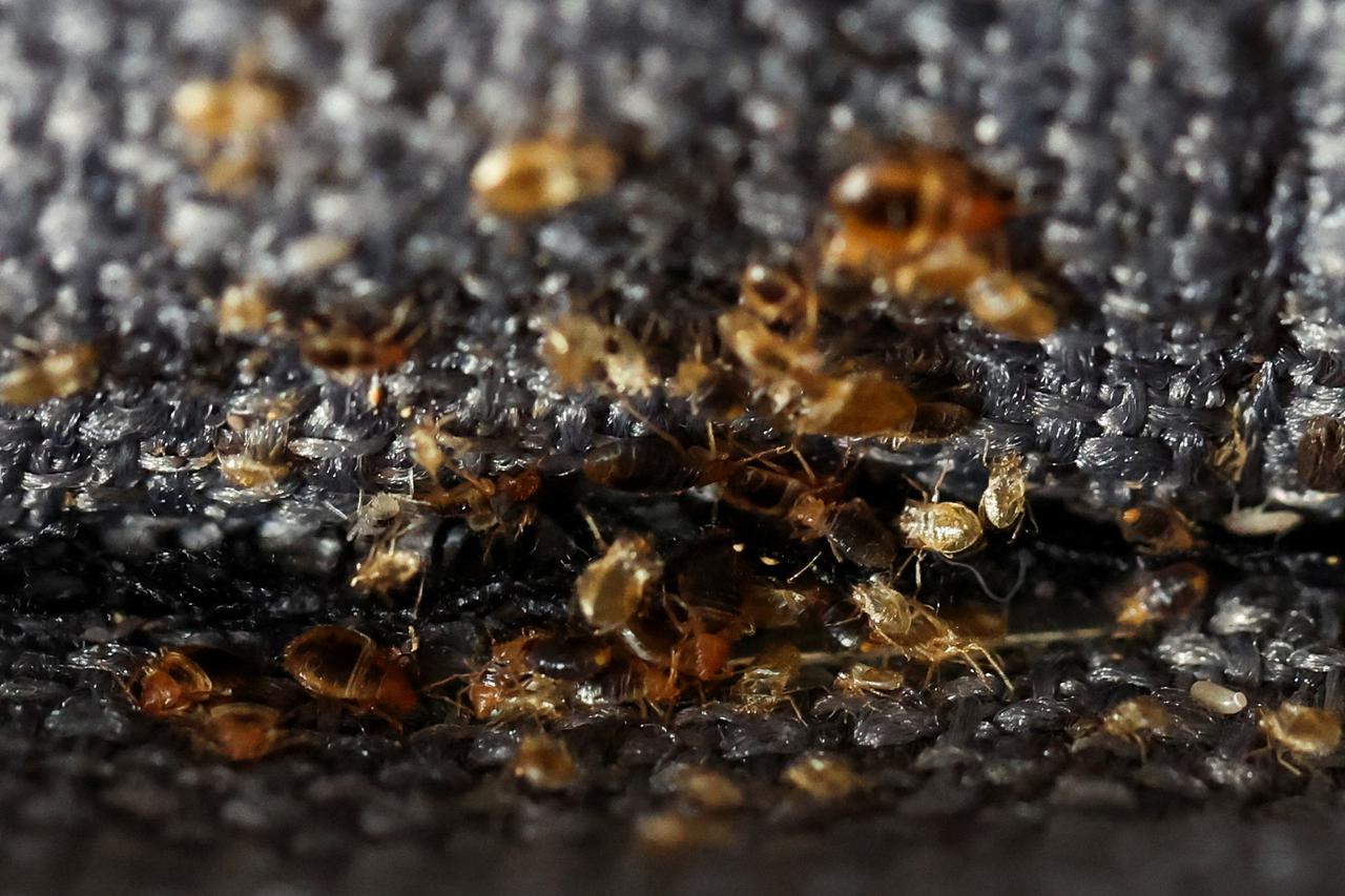 France wary over bed bugs spread