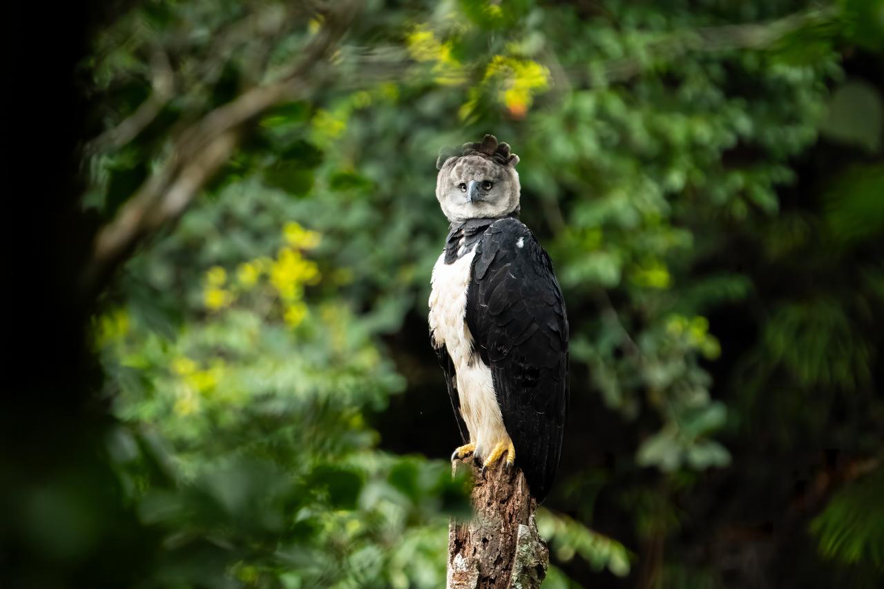 COP16 biodiversity conference begins in Colombia