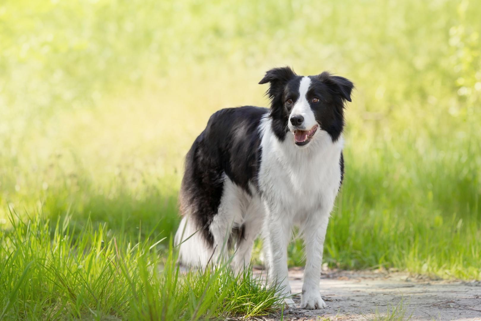 Border Collie: Border Collie je pasmina koja se često povezuje s inteligencijom, odanošću i velikom osjetljivošću prema ljudima. Takvi psi dobro reagiraju na trening, vole suradnju i mogu biti sjajni u radu koji uključuje kontakt s ljudima kojima treba podrška, motivacija ili osjećaj bliskosti. Svojim vlasnicima collie može pomoći tako što ih potiče na aktivniji život, redovitost i svakodnevni osjećaj da ih kod kuće čeka vjeran prijatelj.
*uz korištenje AI-ja