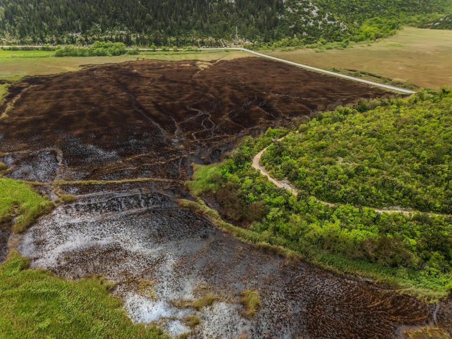 U požaru su ugrožena staništa ptica koje su se upravo počele gnijezditi, a šteta je nemjerljiva. To je već drugi požar u močvarnom području u posljednjih desetak dana.