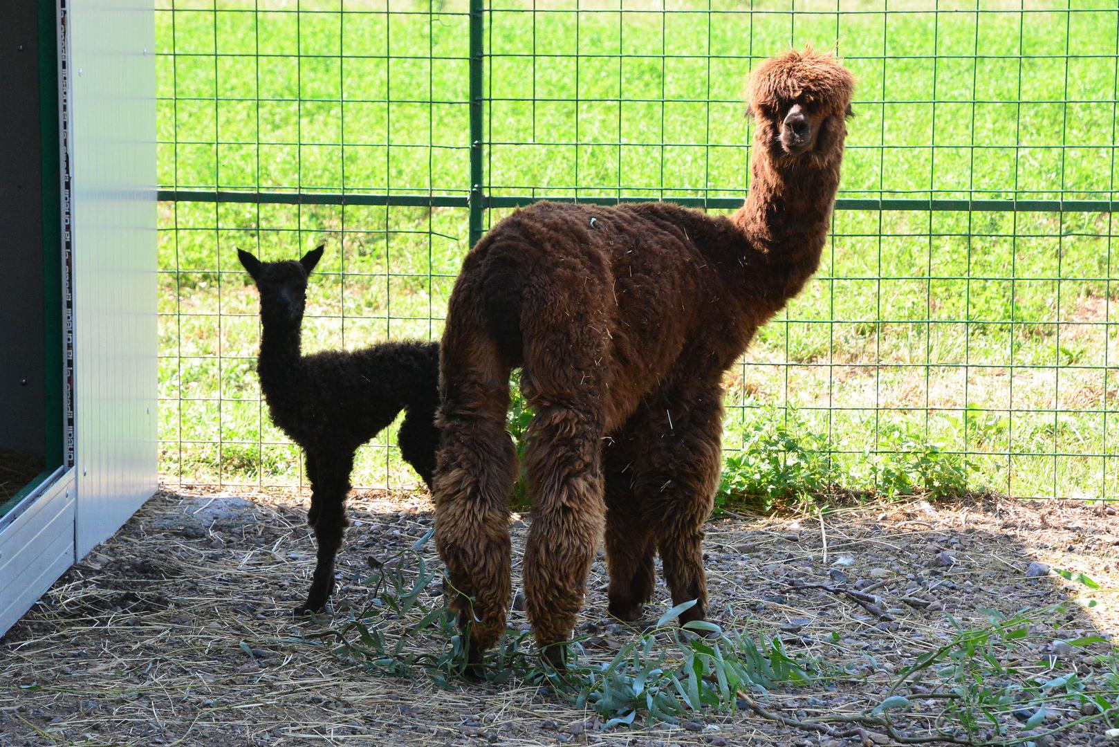 Alpake, lat. Lama pacos ili Vicugna pacos. Regija: južnoameričke Ande. Dužina dlake: može biti i do 50 cm