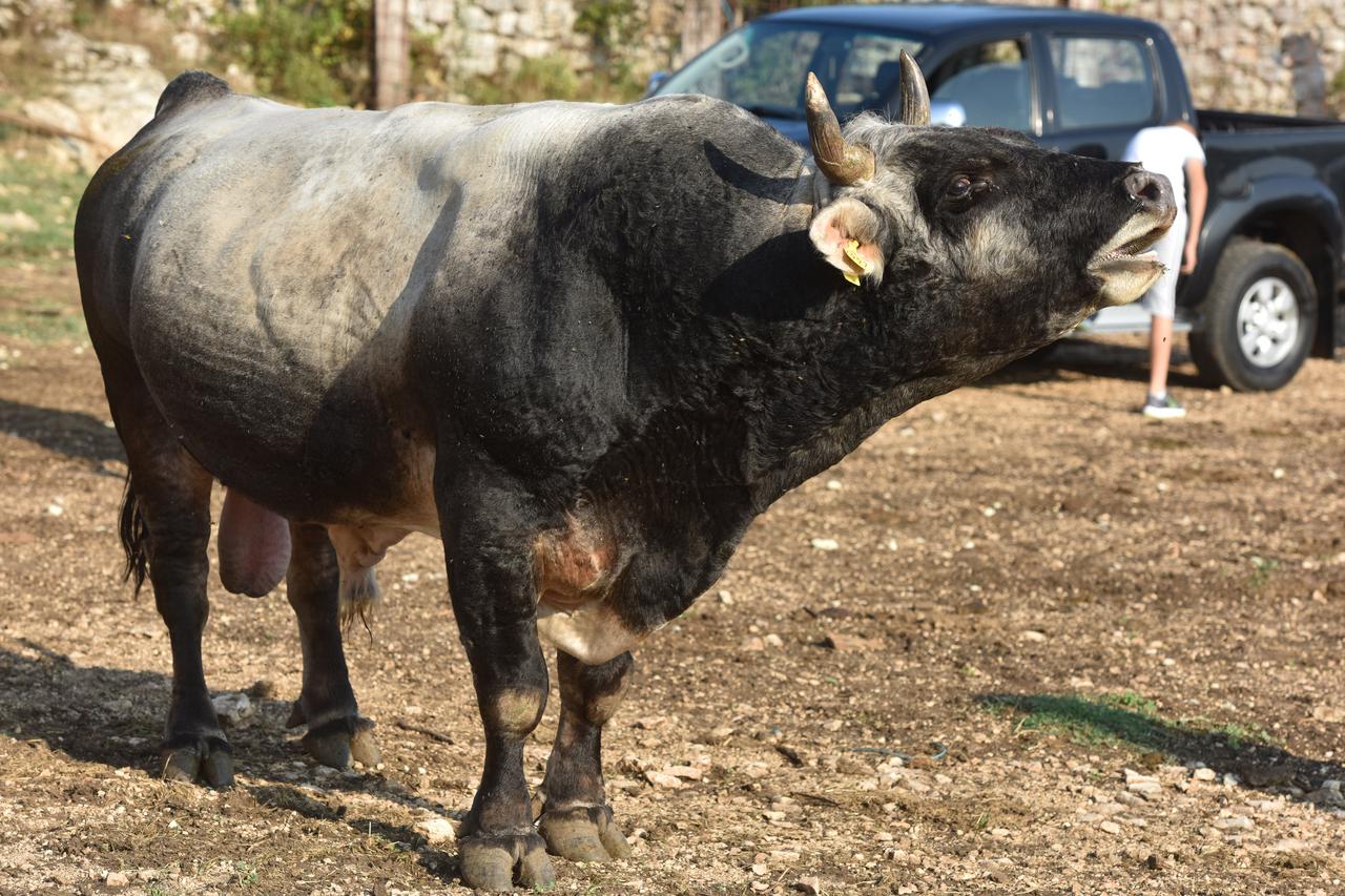 Vinovo Donje: Bik Zećo dugogodišnji je prvak Hrvatske u Bikijadi