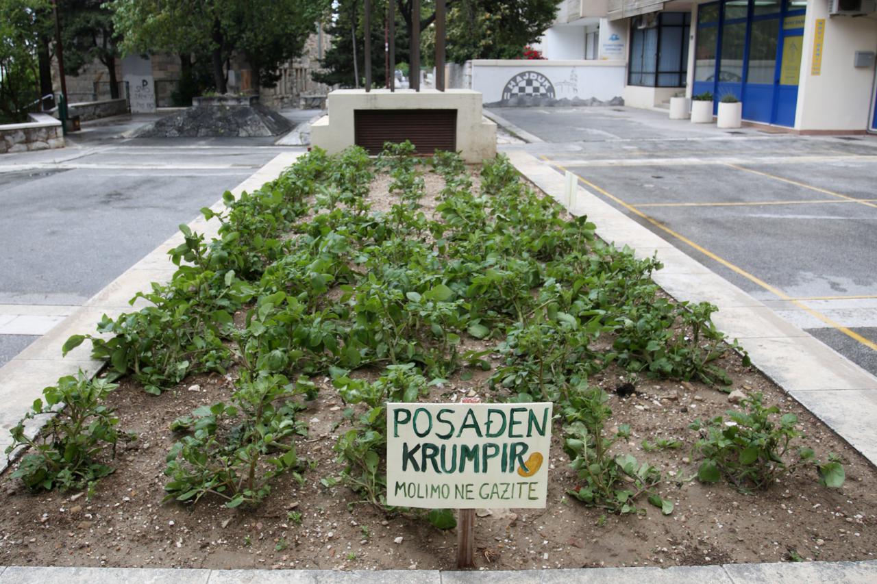 Split: Stanovnici Papandopulove ispred zgrade zasadili krumpir