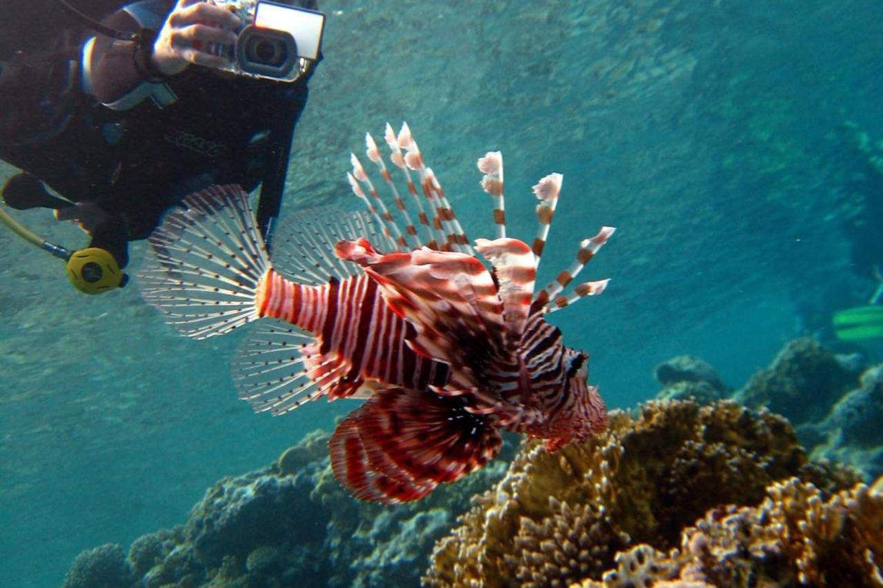 Coral reefs in the Red Sea