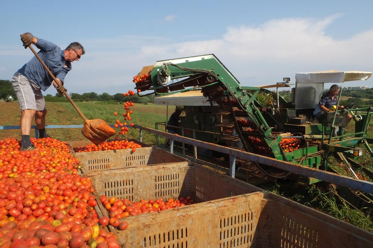 12.08.2014., Savudrija - Berba industrijske rajcice ovih je dana u punom jeku na poljima oko Umaga i Savudrije. Bere se za potrebe proizvodnje koprivnicke prehrambene tvrtke Podravka, koja u svoju umasku tvornicu Povrce, jedinu takvu u Hrvatskoj sirovinu 