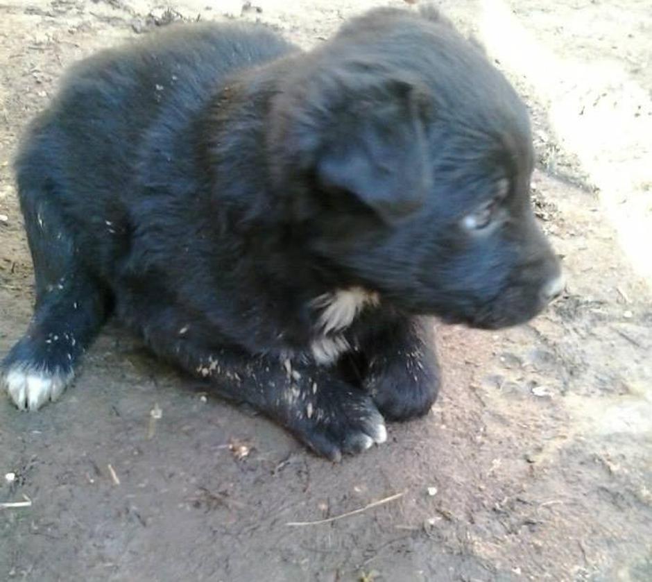 Ines i njezino potomstvo