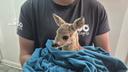 Don't touch fawns in the wild, Zagreb Zoo urges