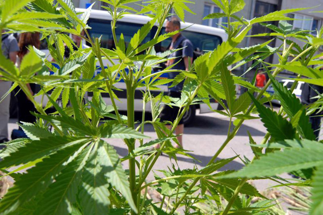marihuana (1)