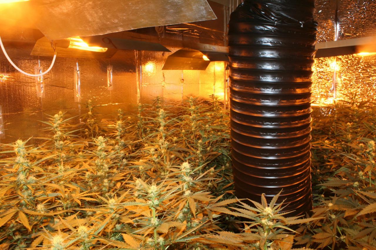 laboratorij marihuane (1)