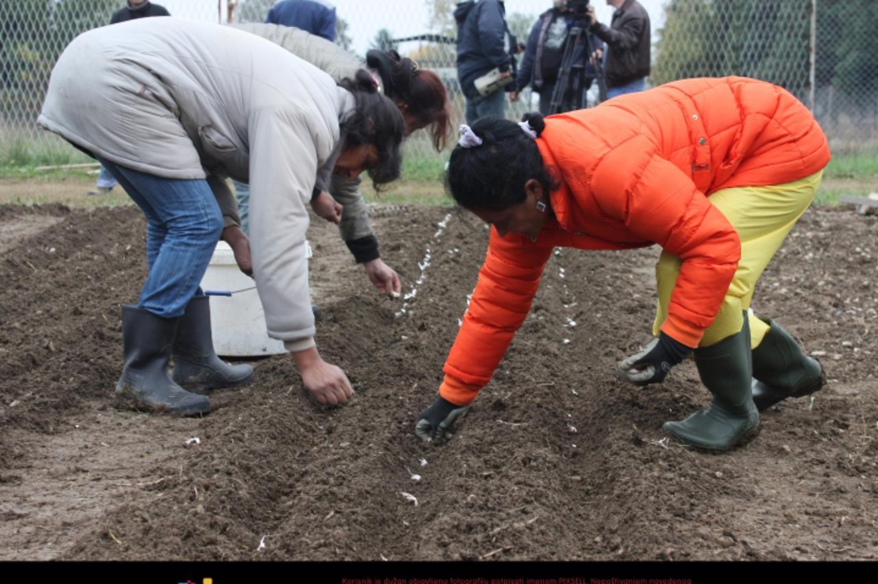 '28.10.2011., Koprivnica - U gradskoj vijecnici je odrzana konferencija za novinare povodom predstavljanja projekta Bioknoblauch - Romanes odnosno uzgoja bio cesnjaka. Tim se projektom zeli obnoviti p