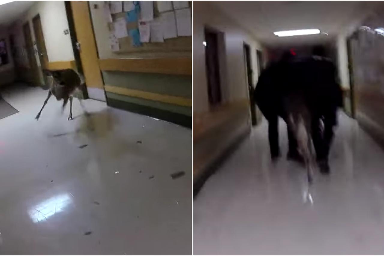 Jelen u staračkom domu