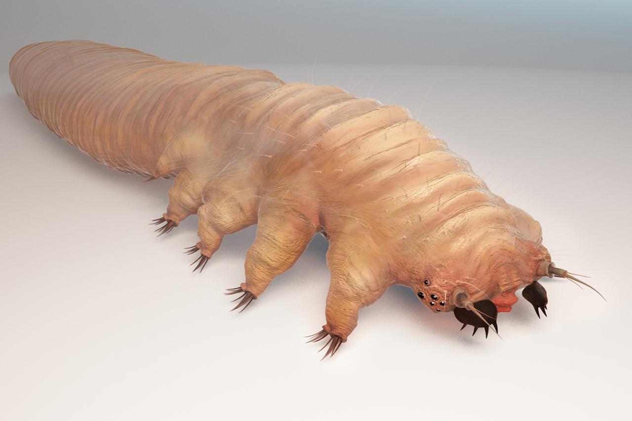 Eye mites
