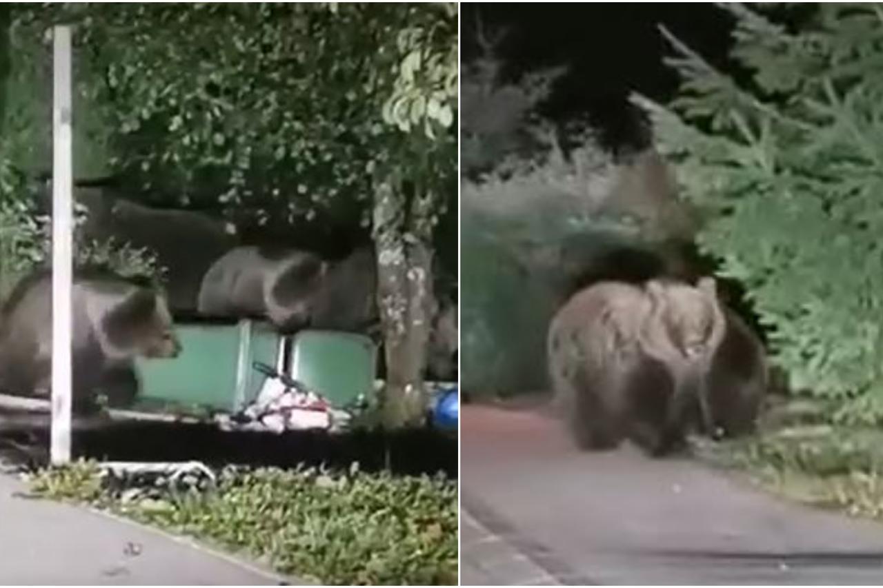 VIDEO Stanovnici Delnica u strahu: Snimljena medvjedica kako s mladuncima dolazi u potrazi za hranom