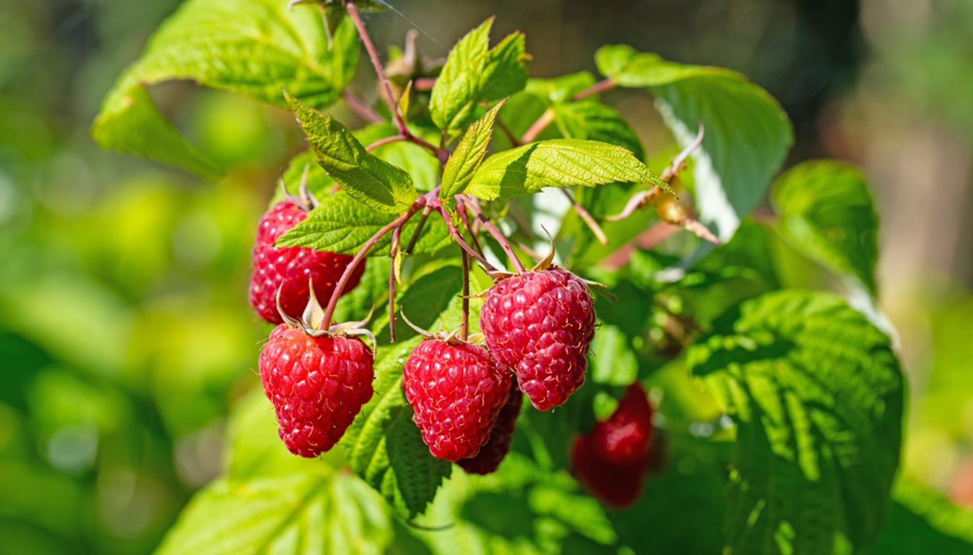 Jesenska malina (Rubus idaeus, primocane) traži sunčanu gredicu s bogatim, dobro dreniranim tlom i oslonce kako bi izbojci ostali uspravni. Jesenska sadnja, malč od slame ili drvene sječke te navodnjavanje kap na kap osiguravaju ravnomjernu vlagu i čistu berbu. Rađa na ovogodišnjim izbojcima pa se u kasnu zimu sve reže do tla. Slatko-kiselkaste bobice beru se do prvih mrazova, sjajne su svježe, u kolačima, džemovima i za zamrzavanje.