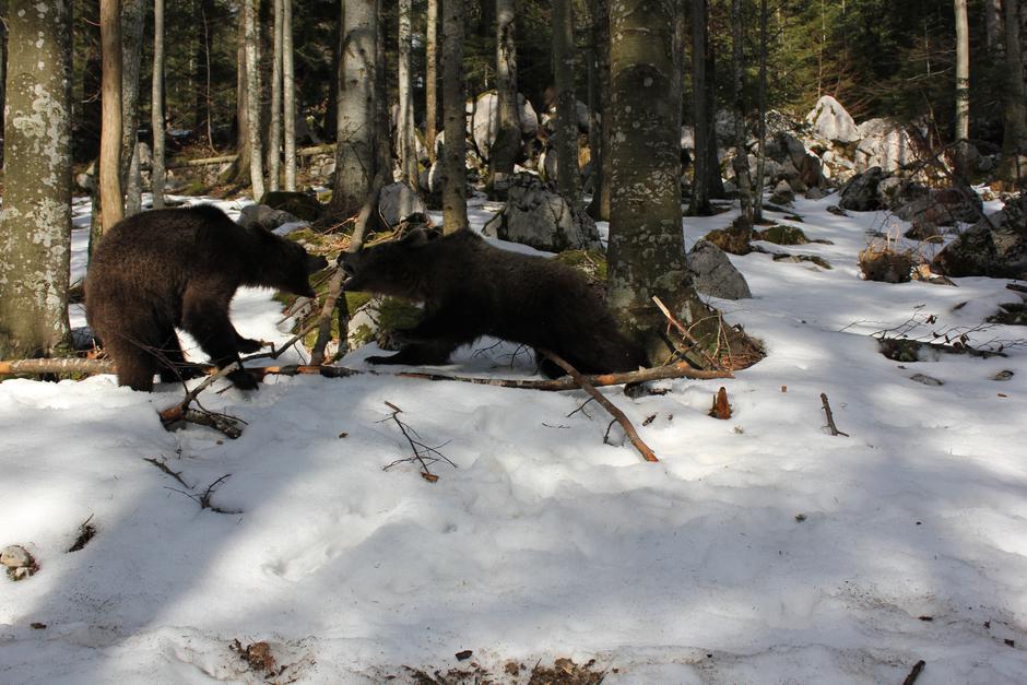 Oni ne napadaju ljude. Kad idete u šumu trebate biti glasni, da vas čuju, i oni će se ukloniti, tvrdi Amir.