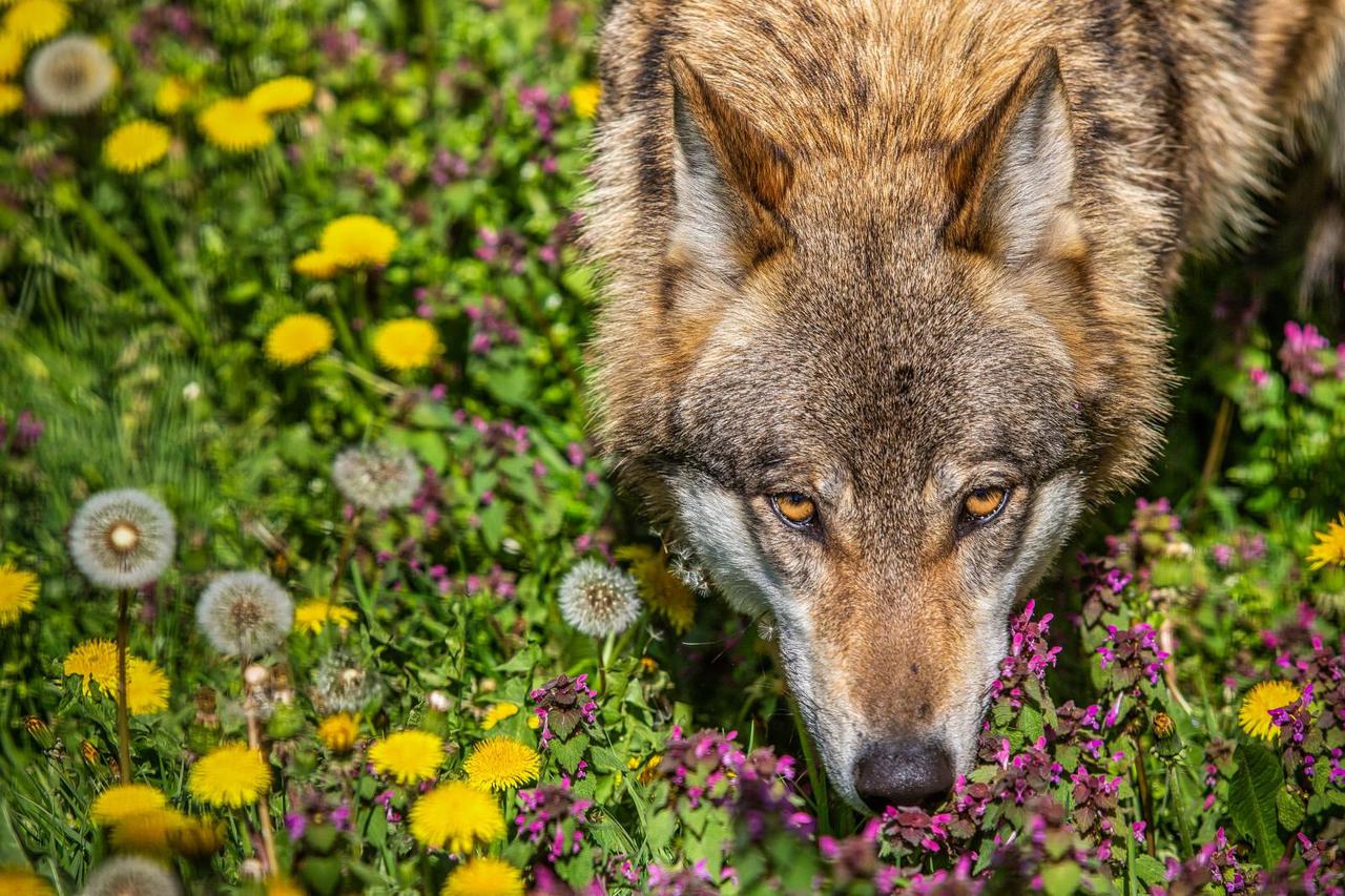 Vučica koja je tijekom zime pobjegla iz ZOO dobila je partnera iz Švedske