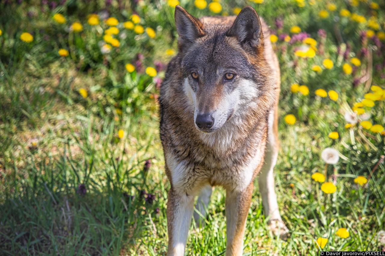Osijek: Vučica koja je tijekom zime pobjegla iz ZOO dobila je partnera iz Švedske
