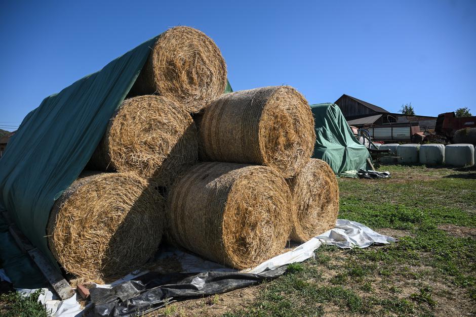 Križevci: Izbor za najbolji OPG - OPG Dragutin Širjan