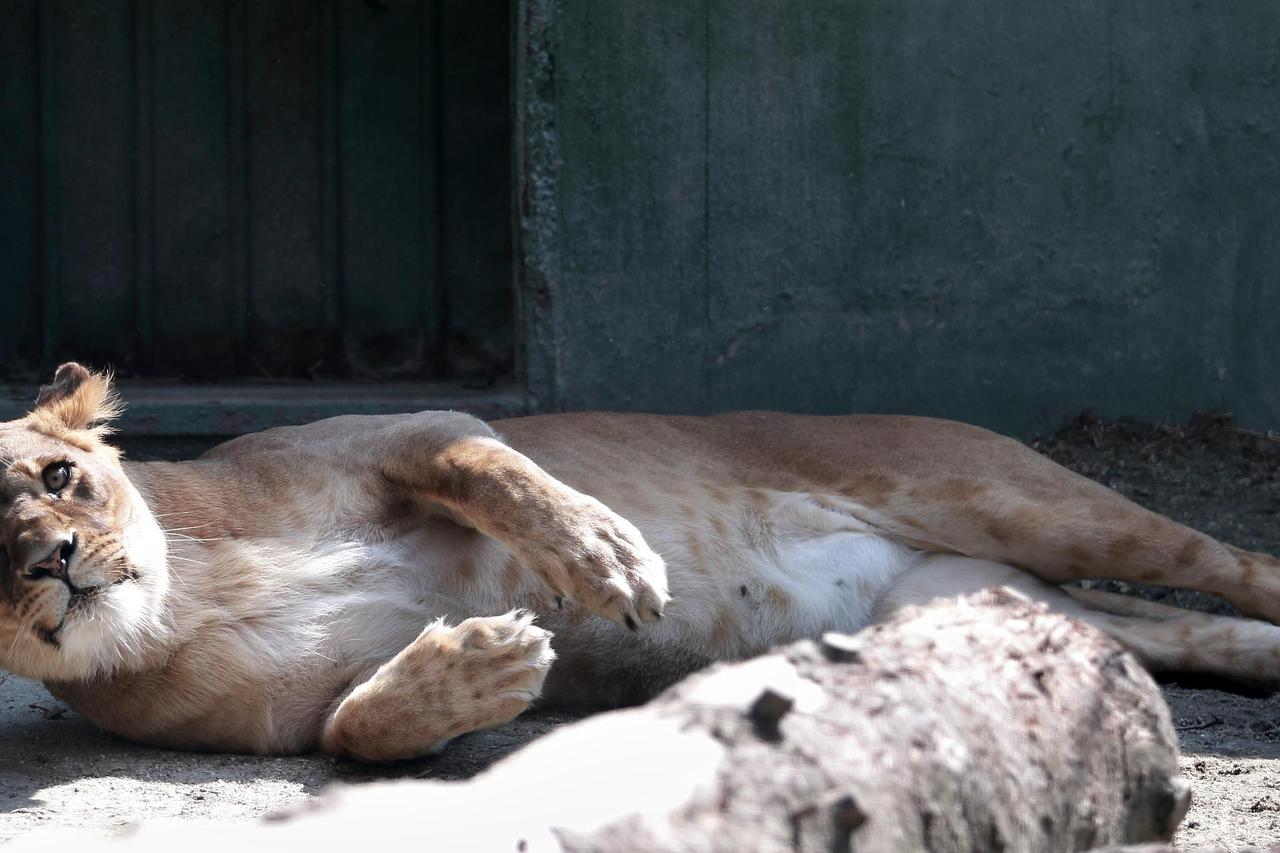 Lavovi Zoo Zagreb