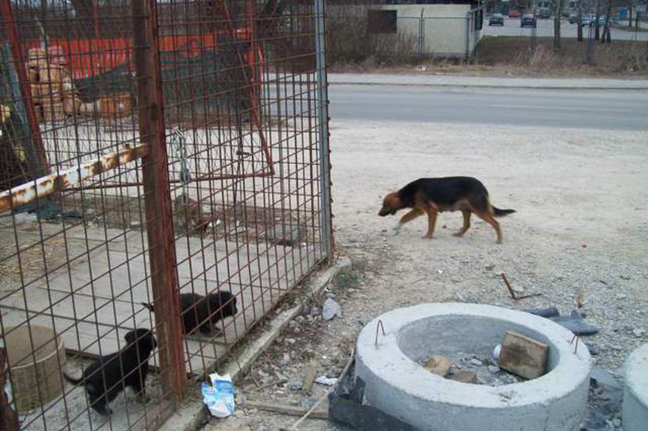 Napuštene životinje (1)