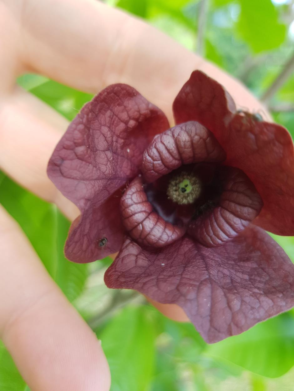 Indijanska banana ili Paw-paw, super hrana koja se proizvodi u Hrvatskoj