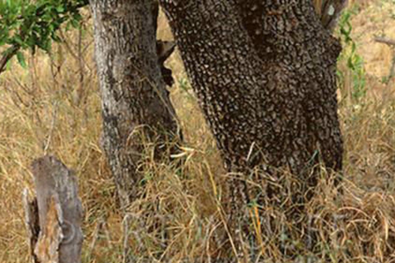 Možete li pronaći leoparda?