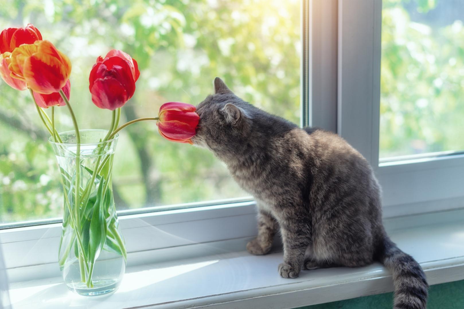 Tulipani dolaze u prekrasnoj paleti boja, ima ih od nježno ružičastih do vatreno crvenih, žutih ili ljubičastih, a posljednjih godina  čak i crnih. Riječ je u cvijetu koji će unijeti istinsku živost u svaki vrt nakon dugih zimskih mjeseci. 