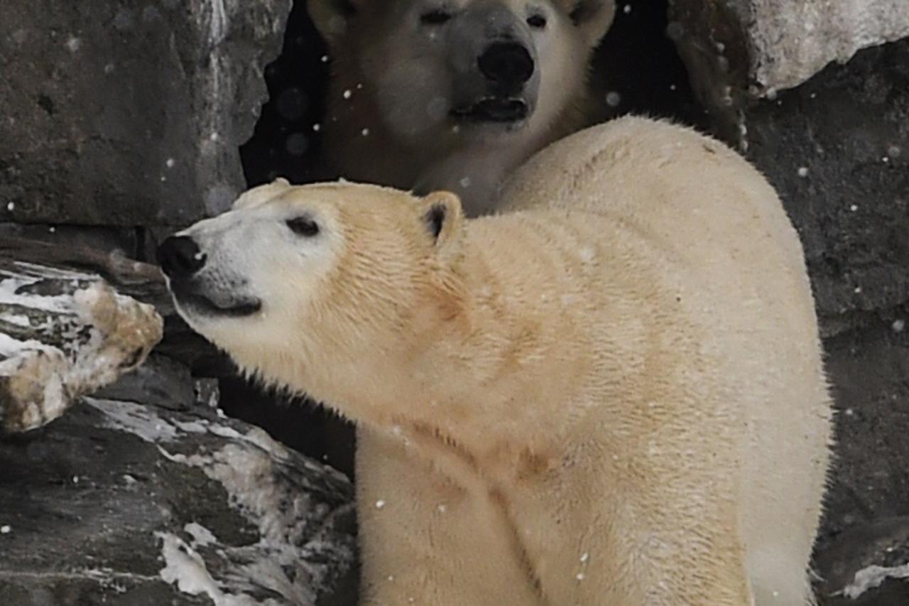 Hertha (naprijed) i majka Tonja (iza)