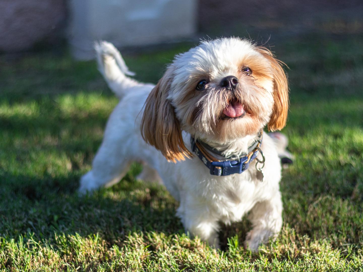 Shih Tzu: Duga, svilena dlaka ovim psima raste kontinuirano i zahtijeva svakodnevno četkanje kako bi se spriječilo petljanje i nakupljanje nečistoće. Groomeri im redovito šišaju dlaku oko očiju i šapa kako bi se izbjegle iritacije i olakšala higijena.