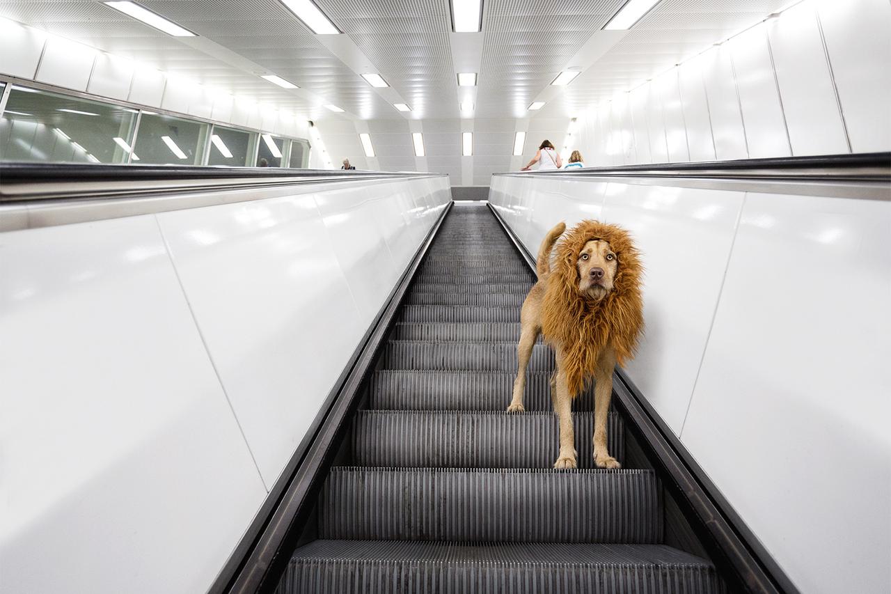 Napušteni pas postao je urbana lavlja zvijezda