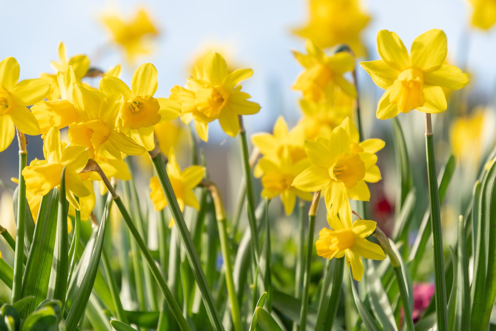 Narcisi: Narcisi su mnogima omiljena vrtna biljka. "Mali su, jednostavni i tako veseli dok sve ostalo još uvijek djeluje zimski. Također su izdržljivi, savršeni za obrube ili za prirodno uklapanje u travnjake", objasnio je Mabey. Mogu se saditi do kraja studenog, tako da bi ovaj vikend mogao biti posljednja prilika da ih posadite. Stručnjak je dodao da su narcisi izvrsni i za početnike u vrtlarstvu.