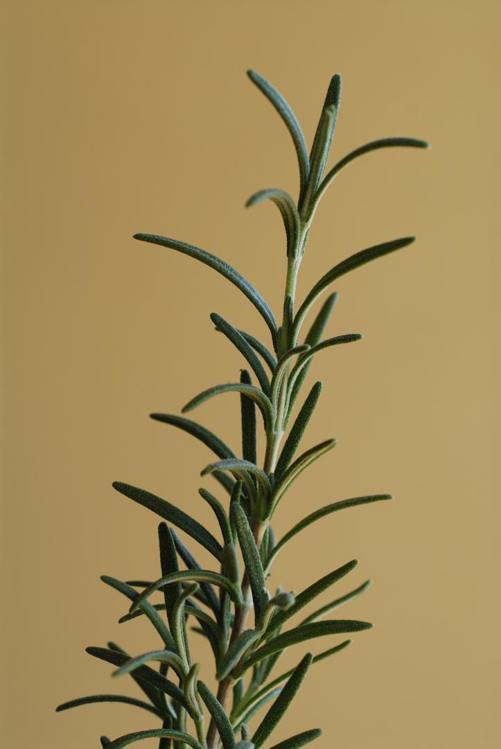 Ružmarin će vas opustiti, ali i potaknuti rad mozga i pomaže u pamćenju.