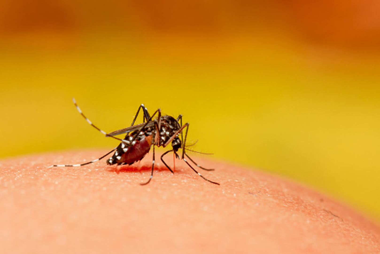 Komarci su jedni od najiritantnijih "zujavaca" u vrućim, ljetnim danima, ali mogu biti i prijetnja zdravlju kao prenosnici nekih bolesti. 