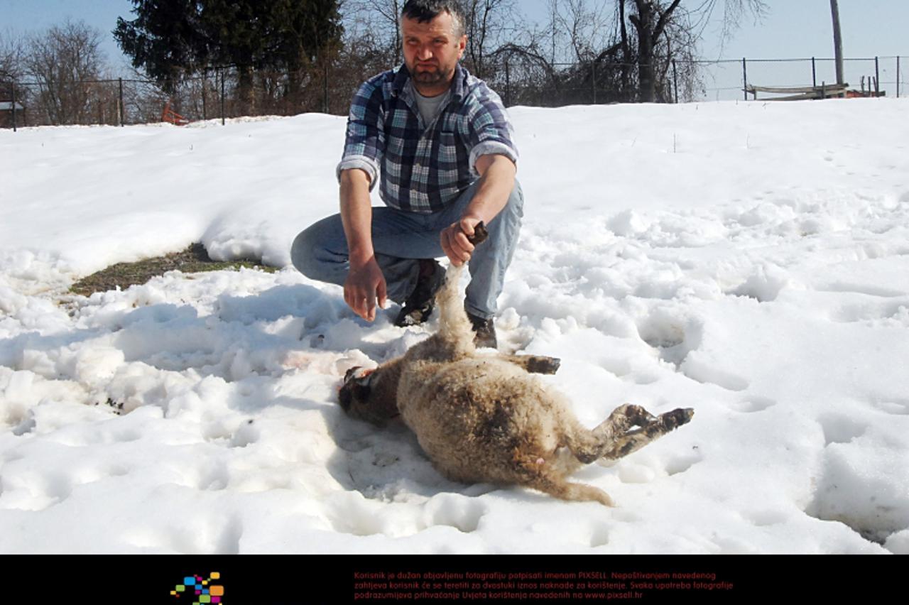 \'22.02.2012., Sas - Stevi Vukolicu vukovi su upali u tor s ovcama, a nakon njihovog pohoda ostalo je devet zaklanih ovaca. Photo: Nikola Cutuk/PIXSELL\'