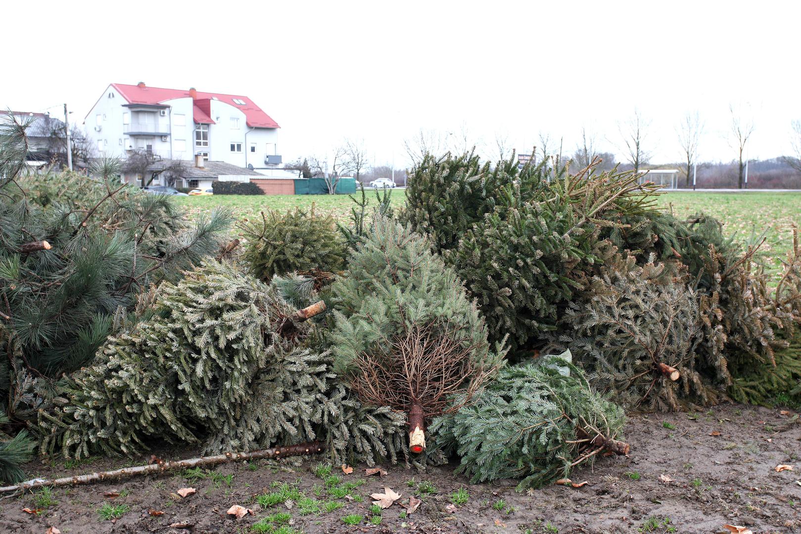 Ista situacija je i s borovima u Ulici Platana u naselju Rekovec koji su prošlog tjedna i dalje stajali uredno posloženi na zelenu površinu dostupnu za vozila.