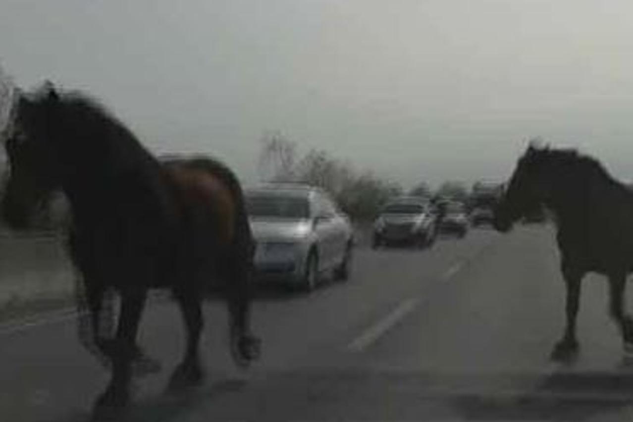 Konji na cesti