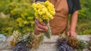 The forgotten remedies of Dalmatia: How three powerful plants healed everything from wounds to sadness