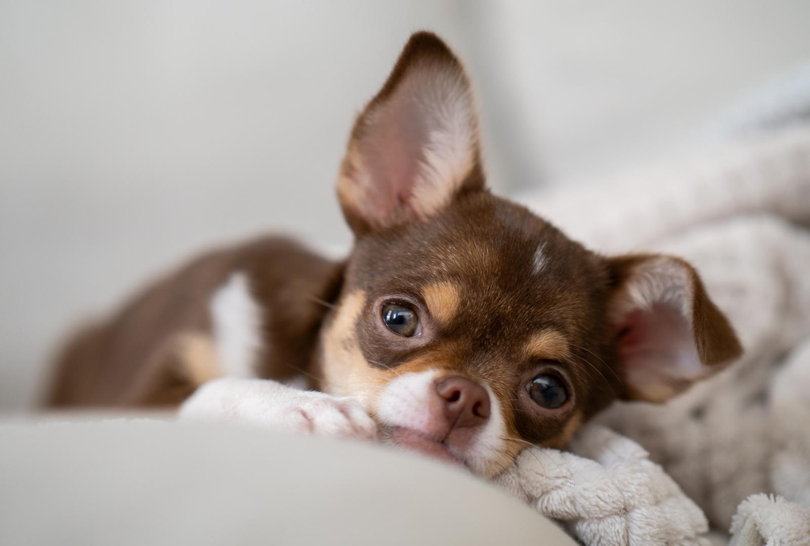 Čivava: Očekivani životni vijek čivave je između 14 i 16 godina, što je svrstava među dugovječnije pasmine. Iako je malena, zna biti iznenađujuće čvrsta i živahna pa joj redovita šetnja i mentalna stimulacija itekako odgovaraju. Za dulji i kvalitetniji život presudni su kontrola težine i redovita briga o zubima jer su mali psi skloniji dentalnim problemima.