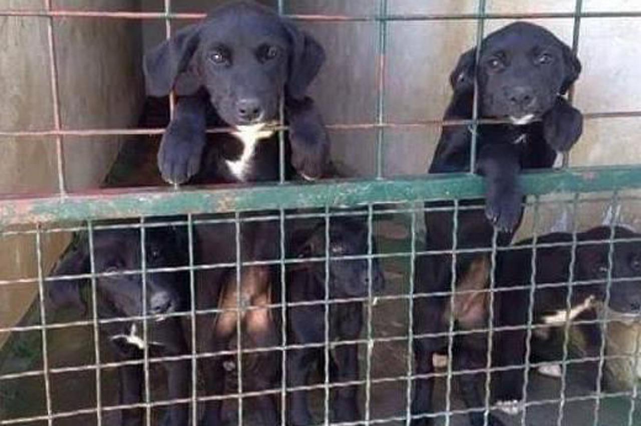 Psi u skloništu Rovinj